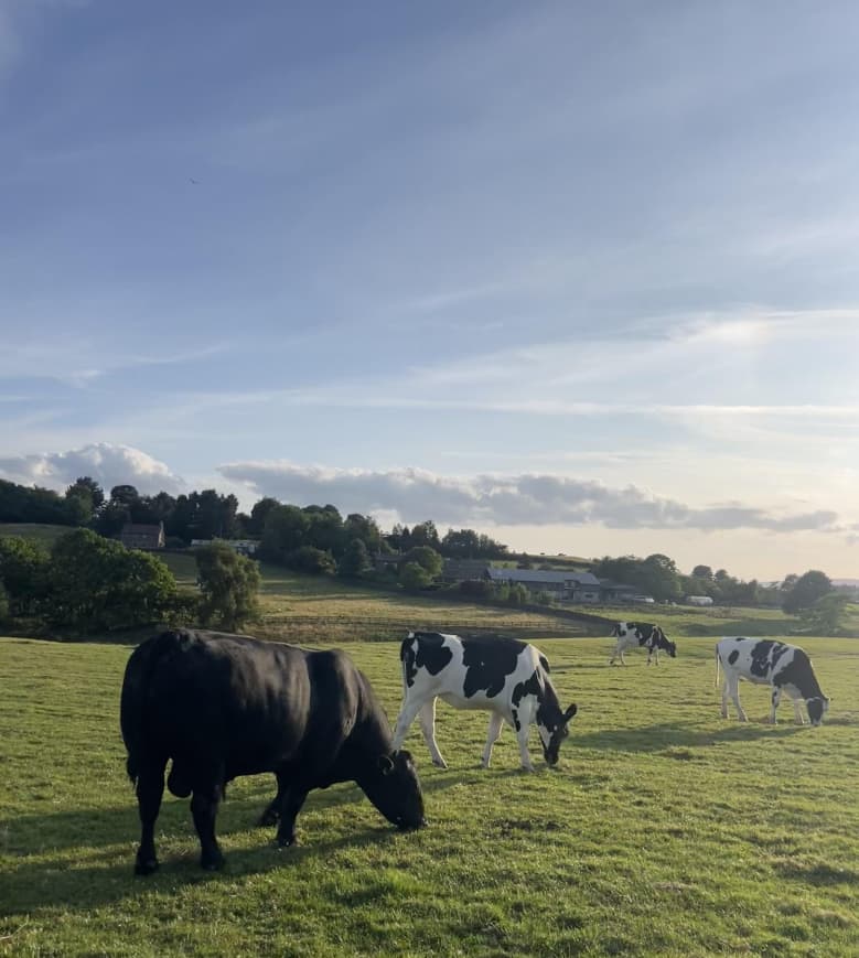 Cattle grazing on a trusted partner farm